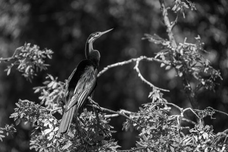 Mono African darter with catchlight on branchの写真素材