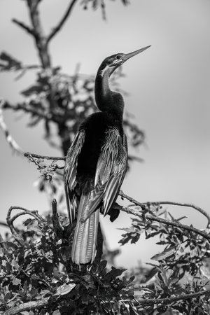 Mono African darter on branch with catchlightの写真素材