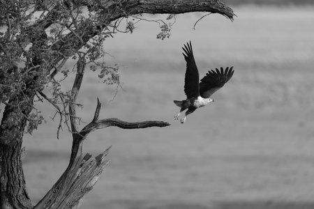 Mono African fish eagle flies from tree