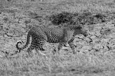 Mono female leopard crosses riverbed in sunshineの写真素材