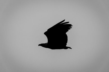 Mono silhouette of African fish eagle flyingの写真素材