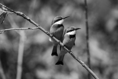 Mono two little bee-eaters side-by-side on branchの写真素材