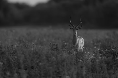 Mono common impala stands among tall plantsの写真素材