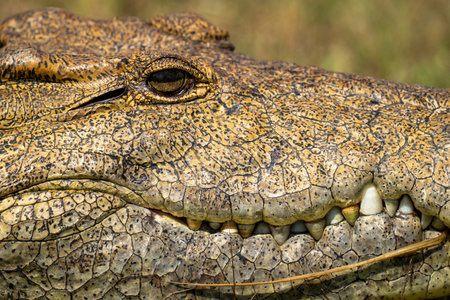 Close-up of Nile crocodile head in sunshineの写真素材