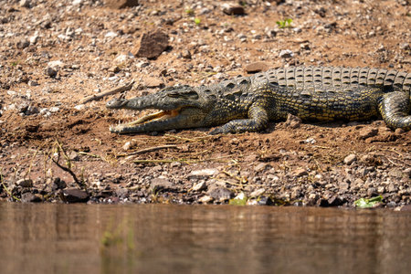 Close-up of Nile crocodile lying opening mouthの写真素材