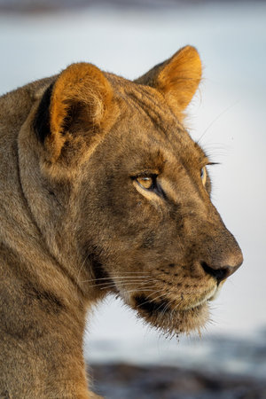 Close-up of muddy lioness lying with catchlightの写真素材