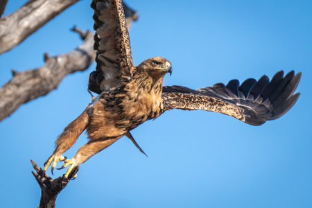 Close-up of tawny eagle flying off branchの写真素材