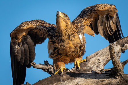 Close-up of tawny eagle crouching on branchの写真素材