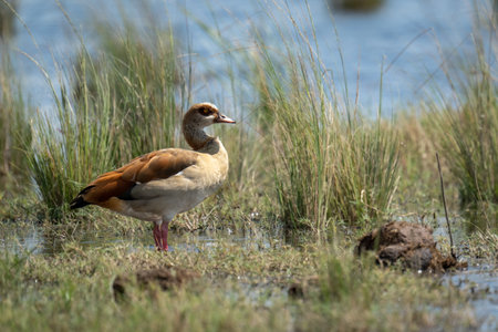 Egyptian goose stands in shallows in profileの写真素材