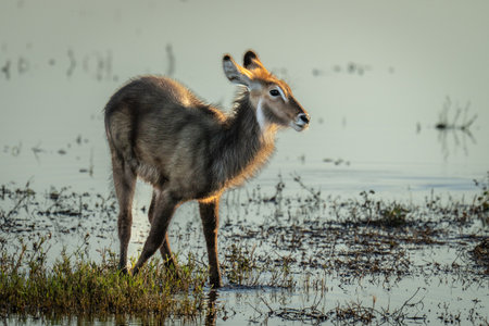 Female common waterbuck stands in shallow waterの写真素材