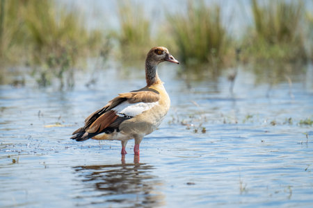 Egyptian goose standing in shallows in profileの写真素材