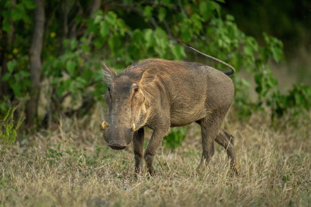 Common warthog stands watching lens in grassの写真素材