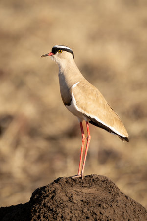 Crowned lapwing in profile on termite moundの写真素材