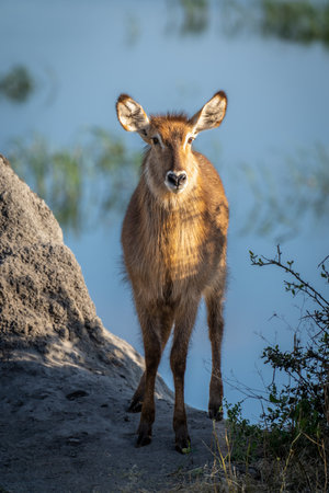 Female common waterbuck stands staring on riverbankの写真素材