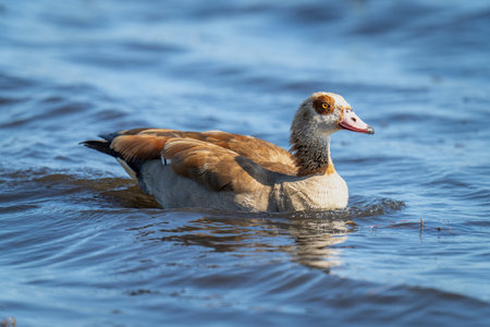 Egyptian goose swimming in river in sunshineの写真素材