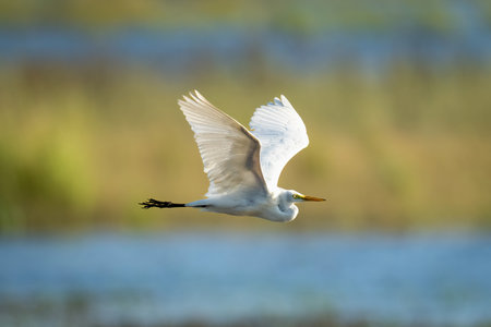 Great egret flies along river lifting wings