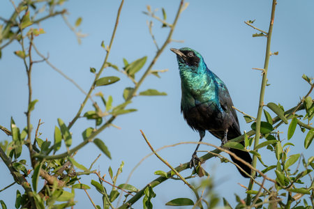Greater blue-eared starling on bush lifting beakの写真素材