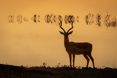 Common impala stands by river at sunsetの写真素材
