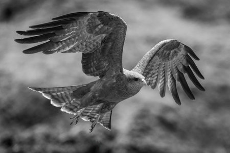 Mono yellow-billed kite lifts wings to landの写真素材
