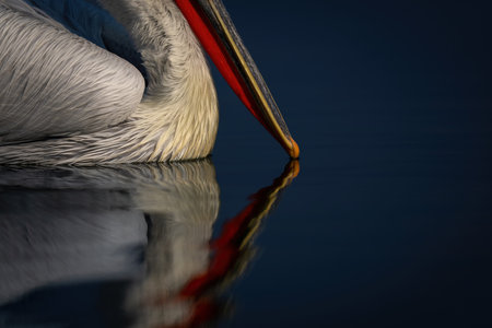 Close-up of Dalmatian pelican beak touching lakeの写真素材