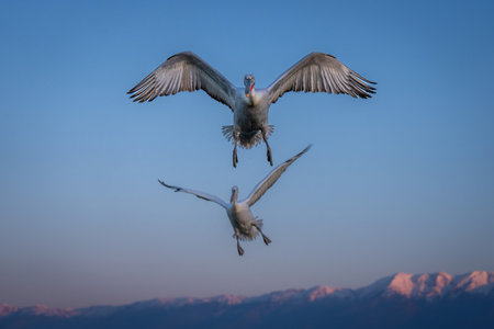 Dalmatian pelican flies above another near mountainsの写真素材