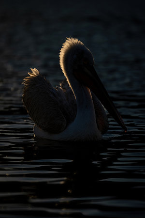 Dalmatian pelican backlit on lake at sunsetの写真素材