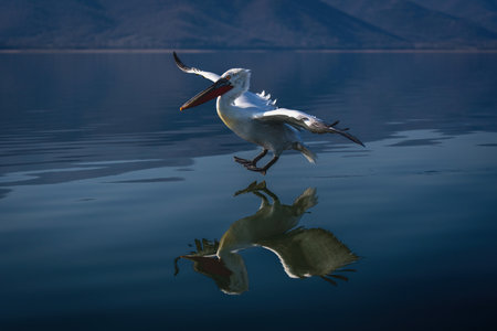 Dalmatian pelican about to land on waterの写真素材