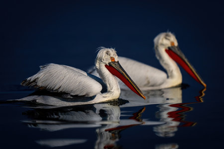 Two Dalmatian pelicans swim side-by-side across lakeの写真素材