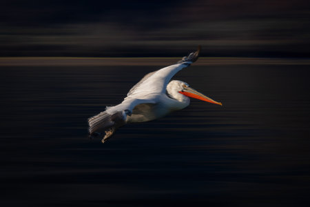 Slow pan of Dalmatian pelican crossing lakeの写真素材