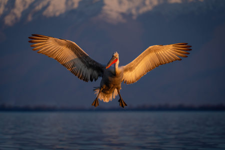 Dalmatian pelican spreads wings landing on lakeの写真素材