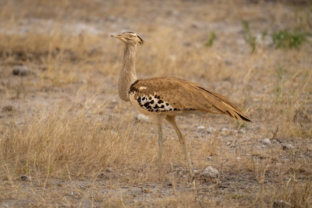Kori bustard walks across savennah turning headの写真素材
