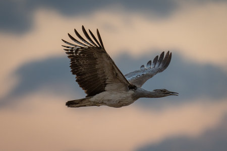 Kori bustard flies in silhouette opening beakの写真素材