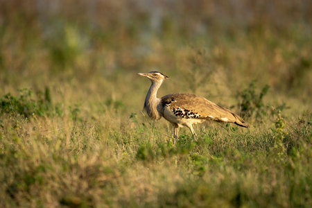 Kori bustard walks through grass watching cameraの写真素材