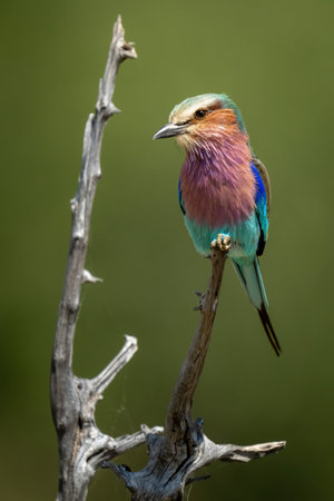 Lilac-breasted roller on dead branch cocking headの写真素材