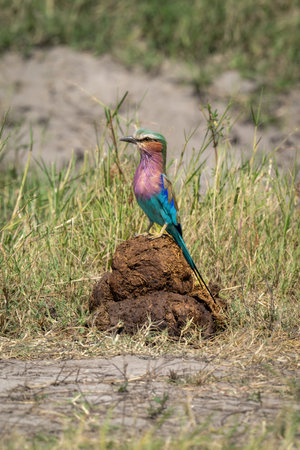 Lilac-breasted roller standing on sunlit elephant dungの写真素材