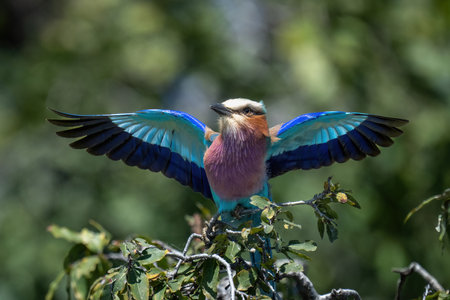Lilac-breasted roller spreads wings on leafy bushの写真素材