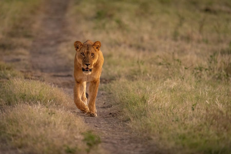 Lioness walks towards lens on dirt trackの写真素材