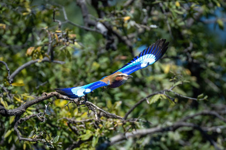 Lilac-breasted roller glides past tree spreading wingsの写真素材