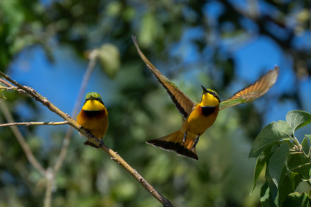 Little bee-eater flies past one on branchの写真素材