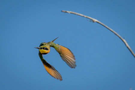 Little bee-eater flies from branch towards cameraの写真素材