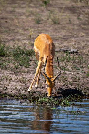 Male common impala standing drinking from riverの写真素材