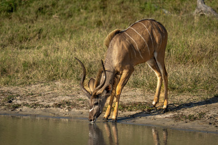 Male greater kudu stands at waterhole drinkingの写真素材