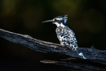Pied kingfisher on dead branch watching cameraの写真素材