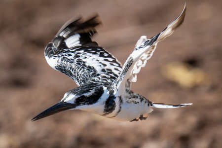 Pied kingfisher flies past with blurred wingsの写真素材