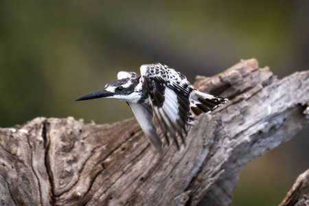Pied kingfisher taking off from tree stumpの写真素材