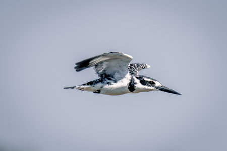 Pied kingfisher with catchlight in blue sky
