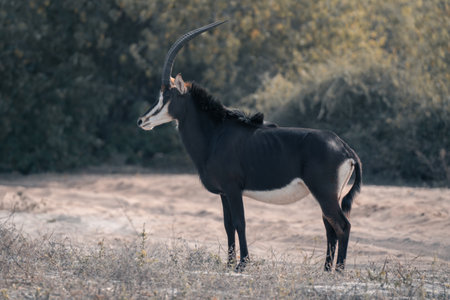 Sable antelope stands by track in profileの写真素材