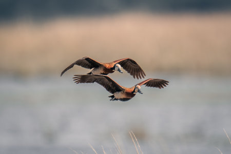 Two white-faced whistling-ducks cross river in formation