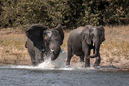 Two African elephants walk splashing through river