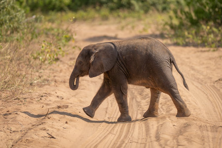 Young African bush elephant crosses dirt trackの写真素材